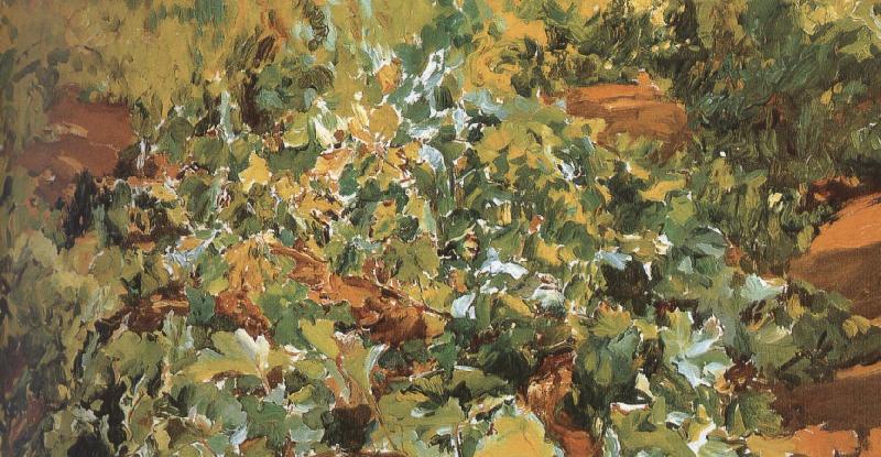 Joaquin Sorolla Vineyard